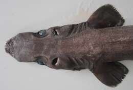 Image of Arrowhead Dogfish