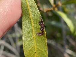 Imagem de Stigmella betulicola (Stainton 1856) Beirne 1945