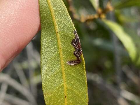 Image of Stigmella betulicola (Stainton 1856) Beirne 1945