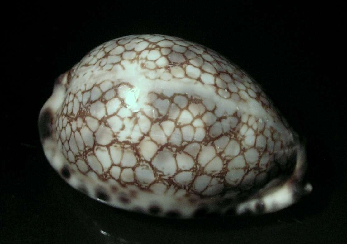 Image of harlequin cowrie