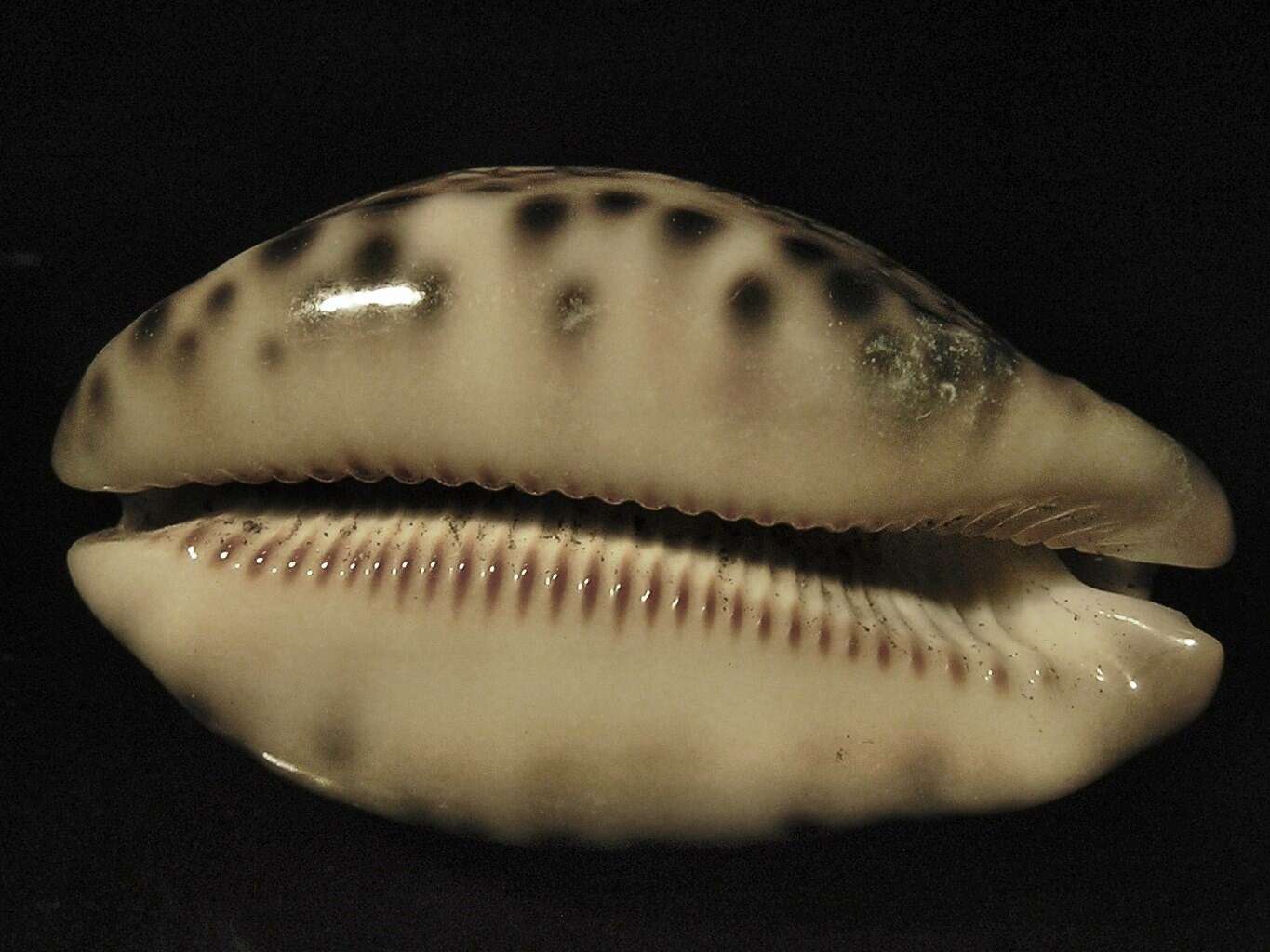 Image of harlequin cowrie