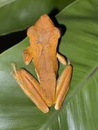 Image of Sri Lanka whipping frog