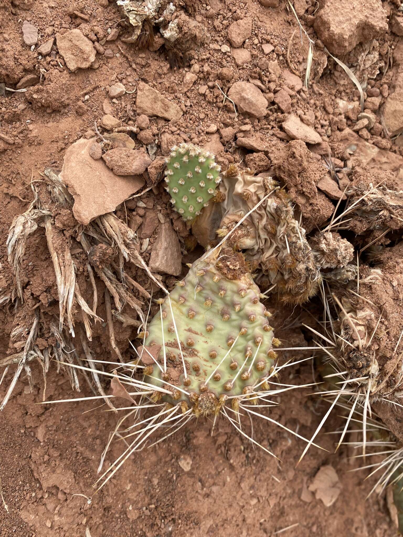 Image of Bulrush Canyon Prickly-pear