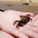 Image of Yellow Round Crab