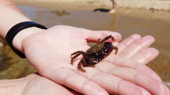 Image of Yellow Round Crab