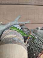 Image of Wellington green gecko