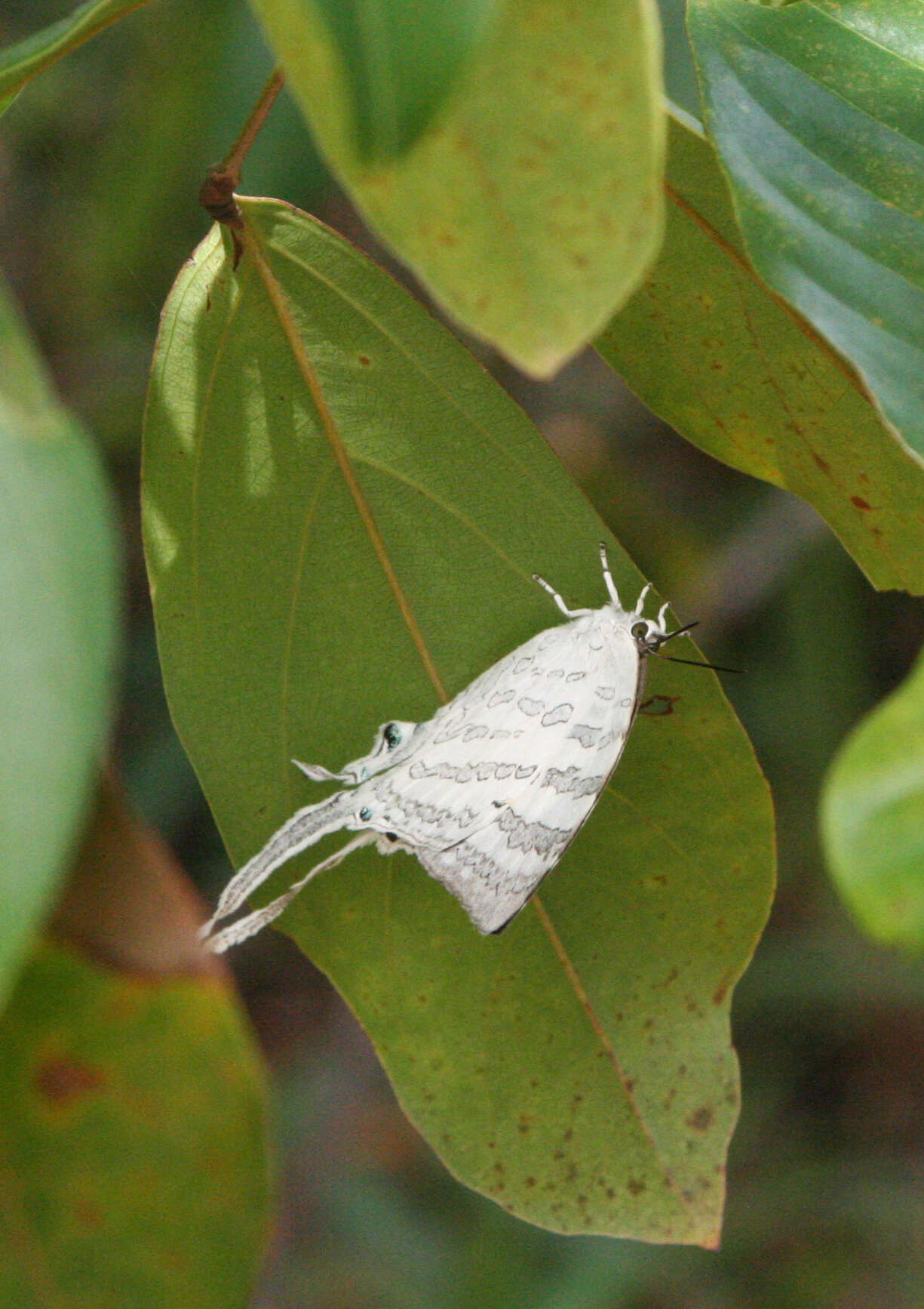 Image of Neomyrina hiemalis (Godman & Salvin 1878)