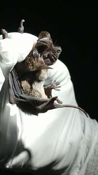 Image of Pocketed Free-tailed Bat