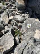 Image of Saxifraga corsica subsp. cossoniana (Boiss.) D. A. Webb