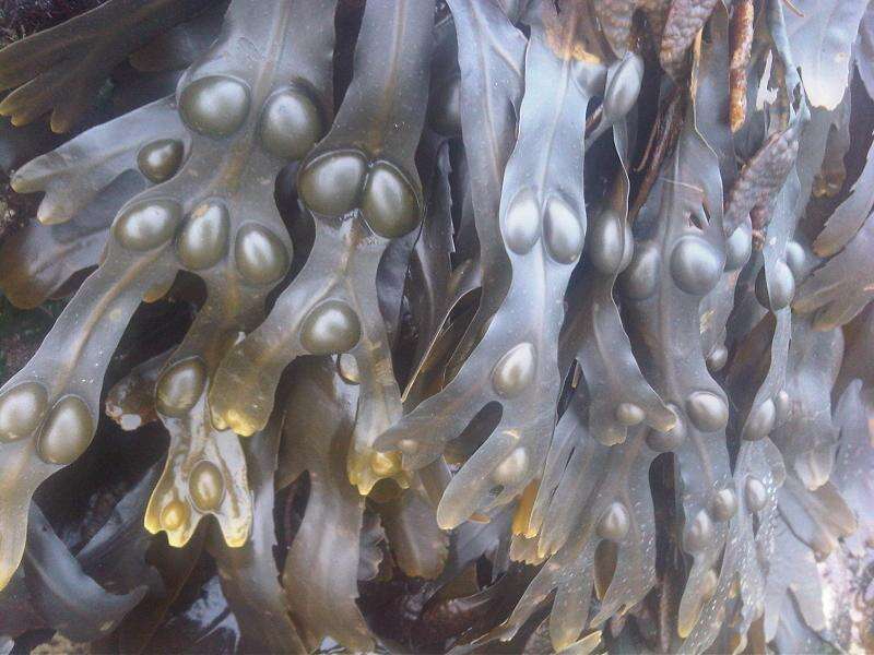 Image of Bladder Wrack