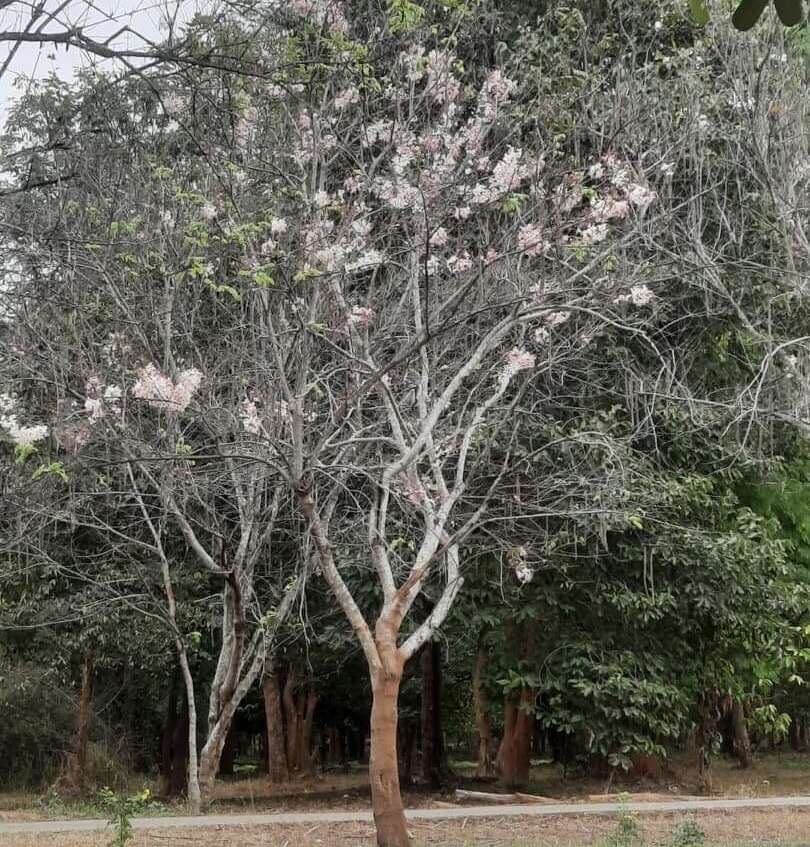 Image of Cassia bakeriana Craib