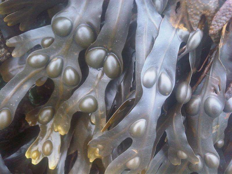 Image of Bladder Wrack