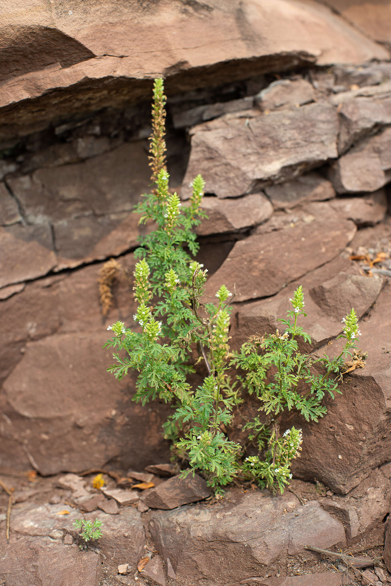 Image de Nepeta annua Pall.