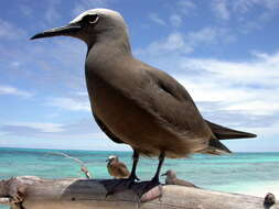 Image of Brown Noddy