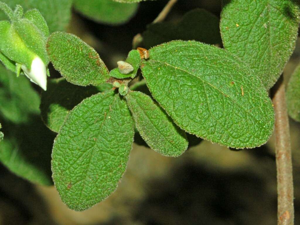 Image of salvia cistus