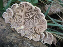 Image of Schizophyllum