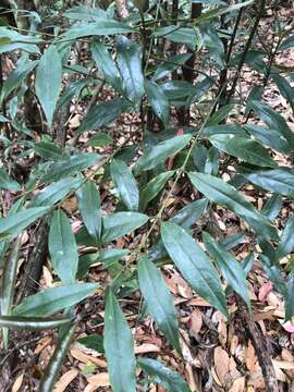 Lasianthus japonicus Miq. resmi