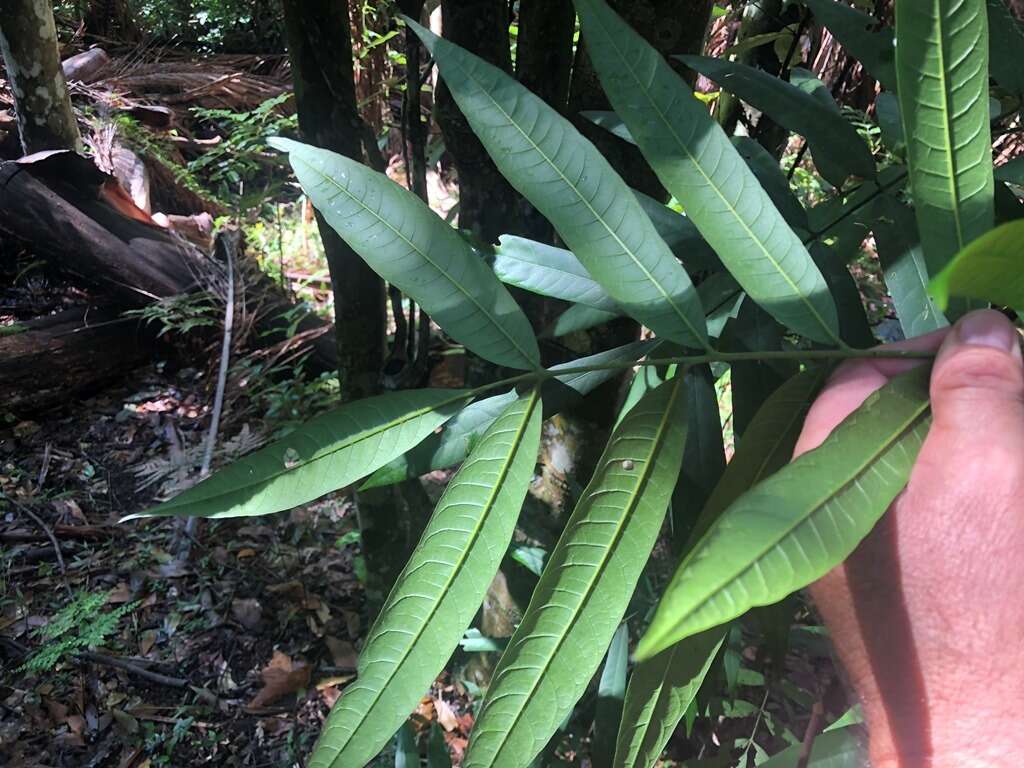 Image of Ailanthus triphysa (Dennst.) Alston