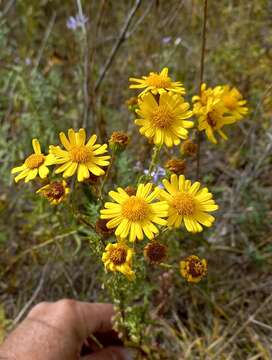 Image of Jacobaea ambracea (Turcz. ex DC.) B. Nord.