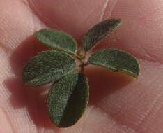 Image of <i>Indigofera alopecuroides</i> var. <i>minor</i> E. Mey.