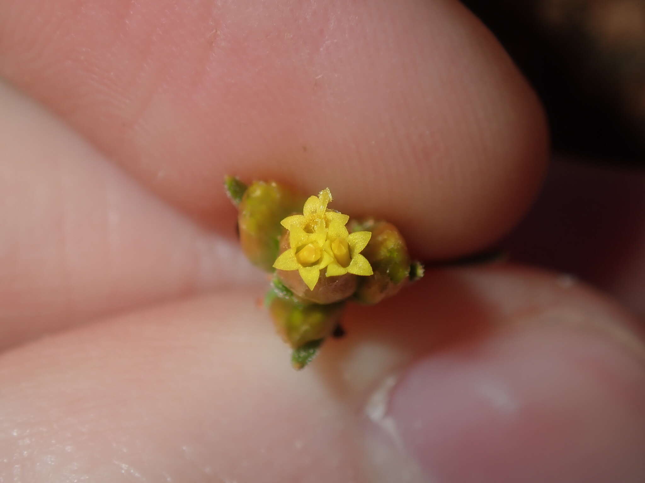 صورة Rhodanthe charsleyae (F. Müll.) P. G. Wilson