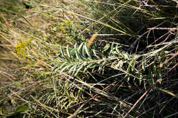 Imagem de Senecio serratuloides DC.