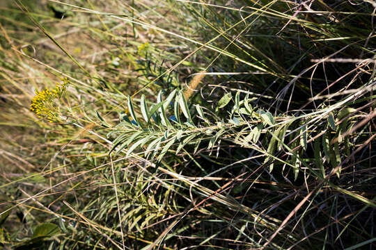 Plancia ëd Senecio serratuloides DC.