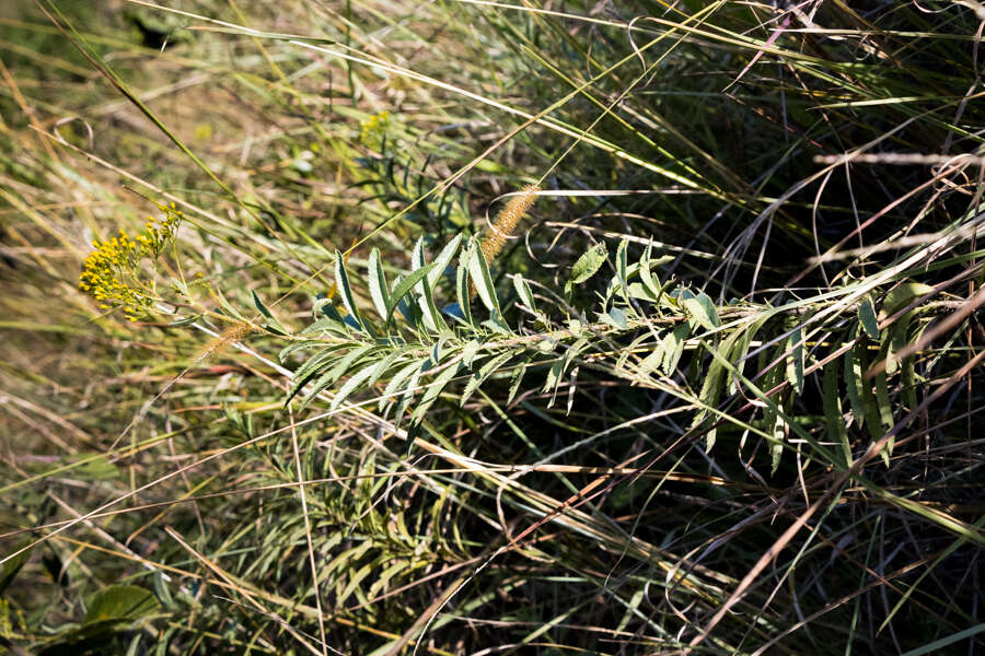 Plancia ëd Senecio serratuloides DC.