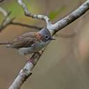 Image of Indochinese Yuhina