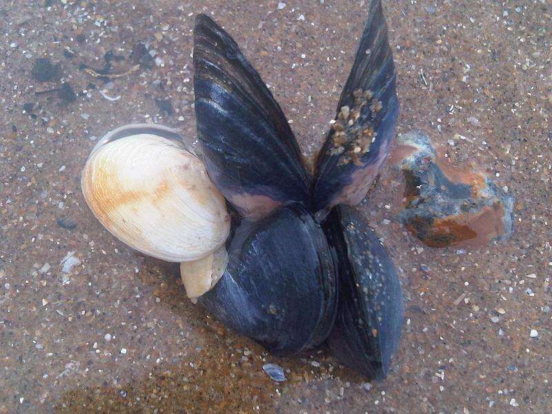 Image of butterfly shell