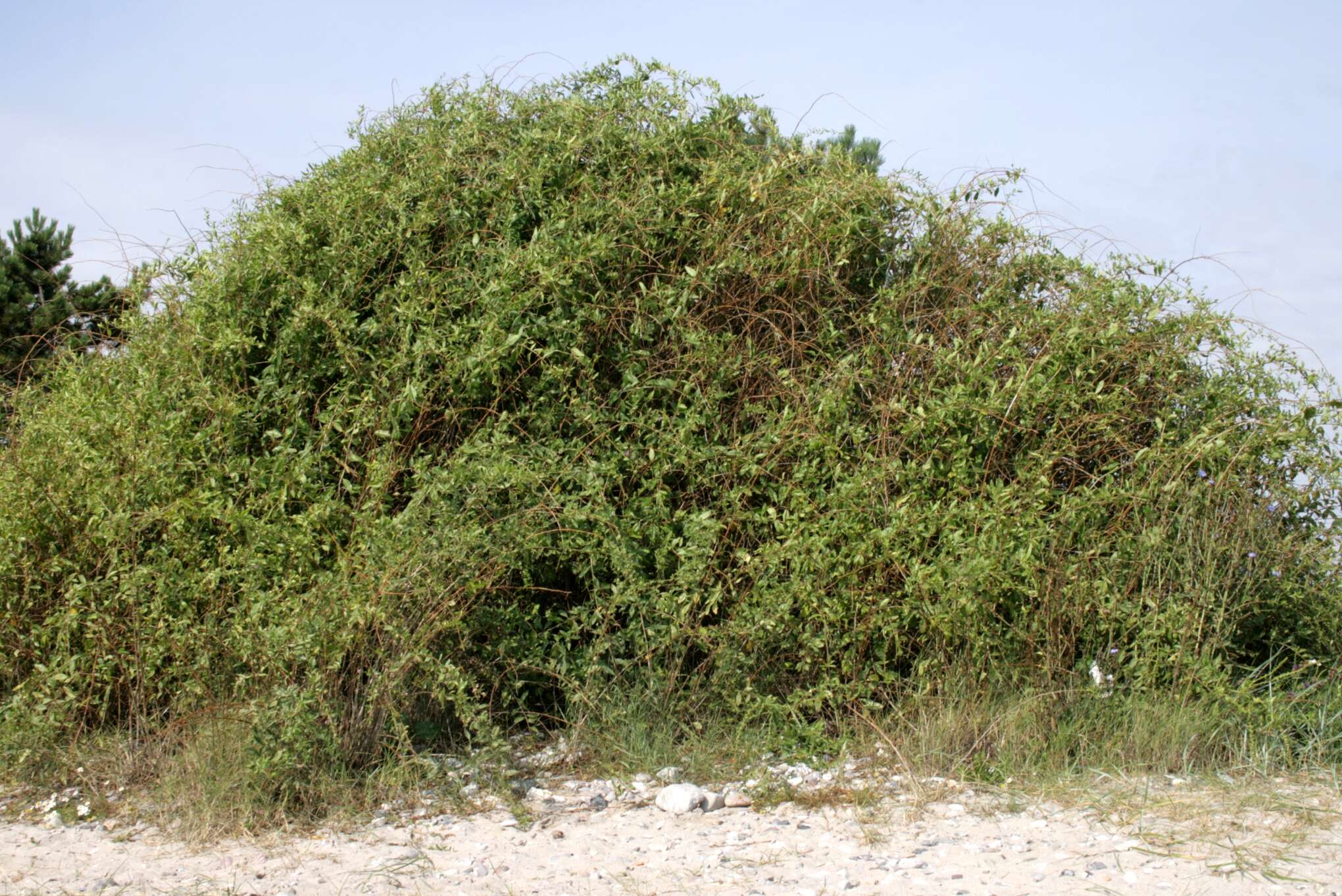 Image of matrimony vine