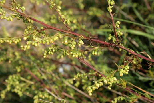 Image of field sagewort