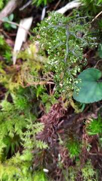 Image of Hymenophyllum inaequale (Poir.) Desv.