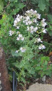 Image of Sticky Cheat Gily-Flower