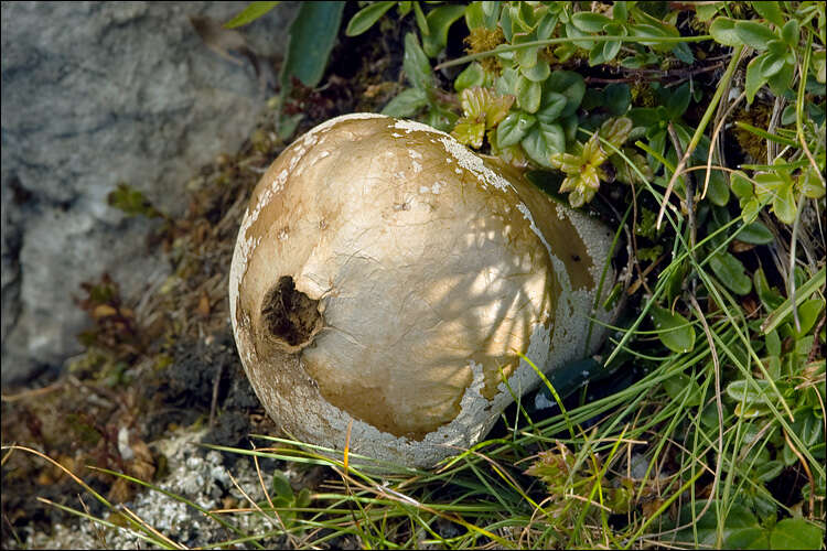 Imagem de Lycoperdon excipuliforme (Scop.) Pers. 1801