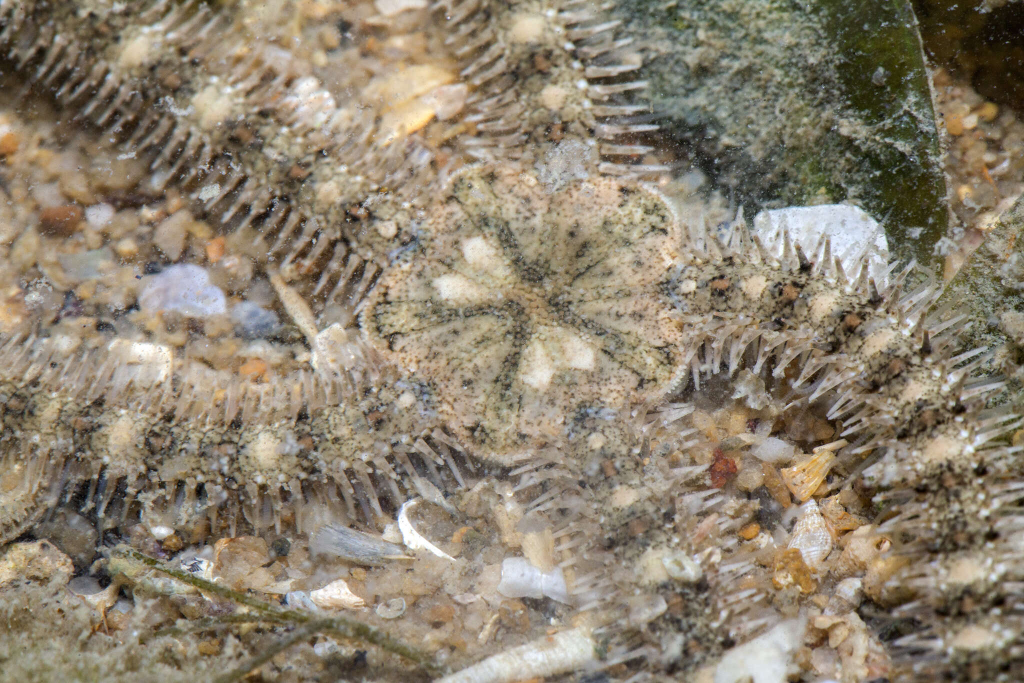 Image of Marbled Brittle Star