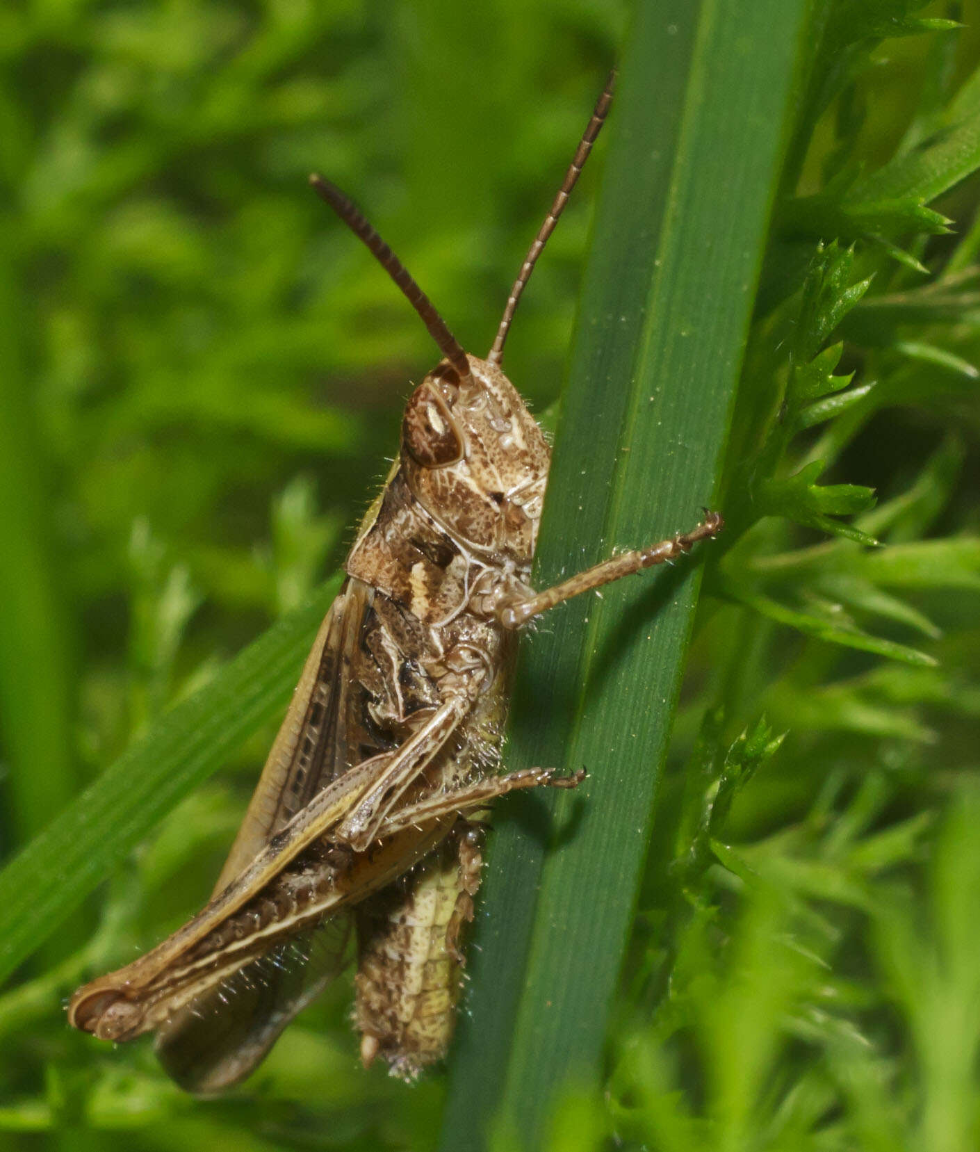 Chorthippus (Glyptobothrus) biguttulus (Linnaeus 1758) resmi