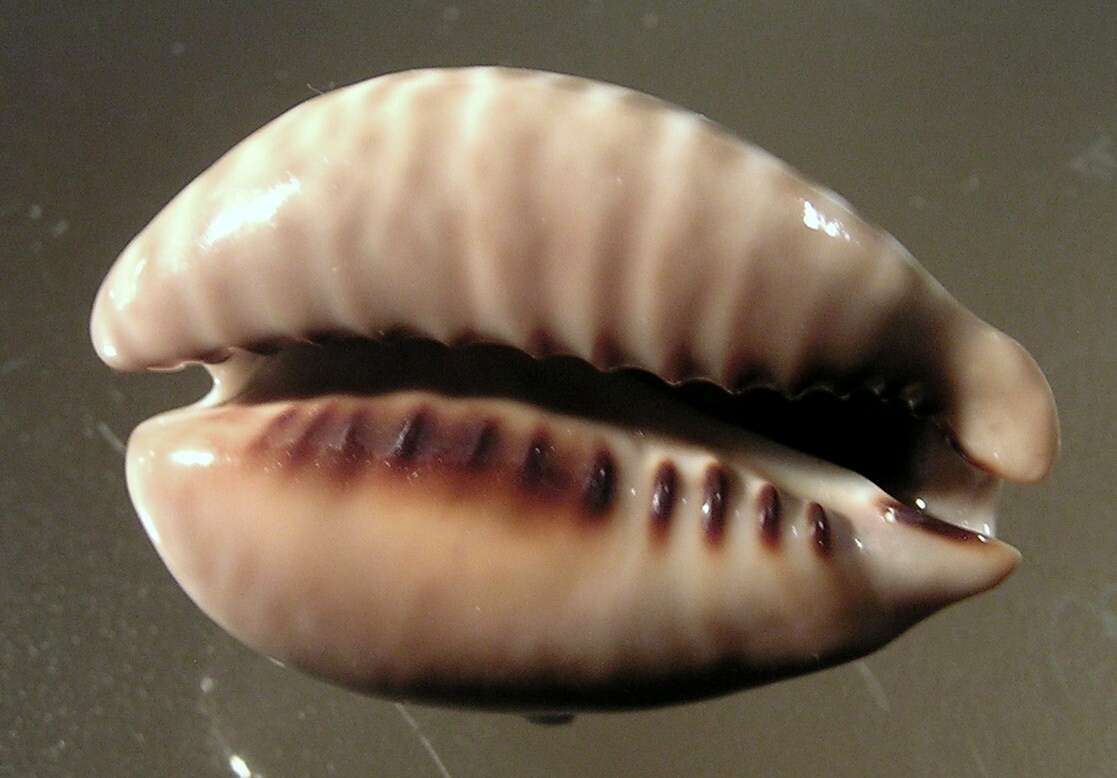 Image of mouse cowry