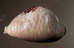 Image of mouse cowry