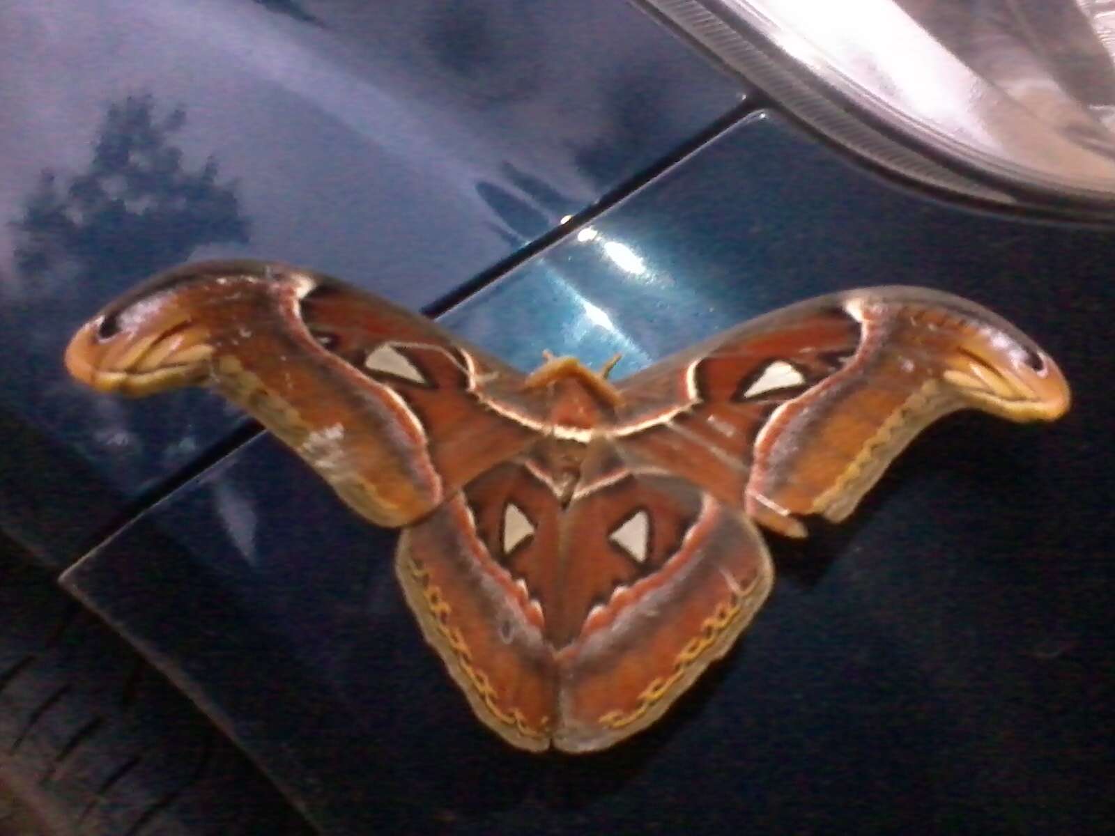 Image of atlas moth