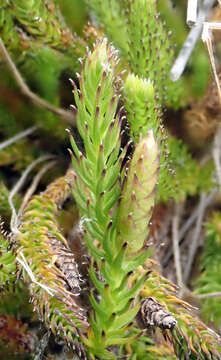 Image of Lateristachys lateralis (R. Br.) Holub