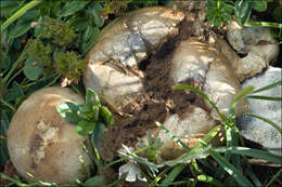 Imagem de Lycoperdon excipuliforme (Scop.) Pers. 1801