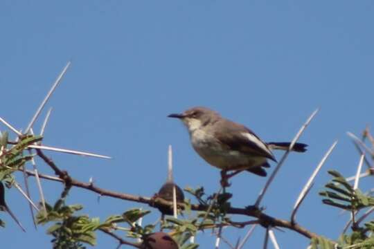 Image de Apalis de Karamoja