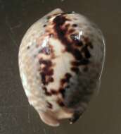 Image of mouse cowry