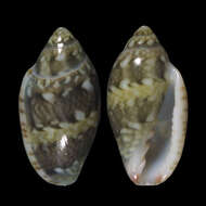 Marginella gemma A. Adams 1850的圖片