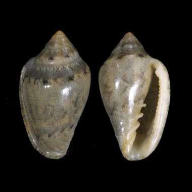 Image of Marginella huberti Clover 1972