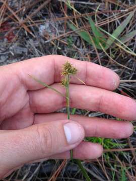 Image of Hairy Umbrella Sedge