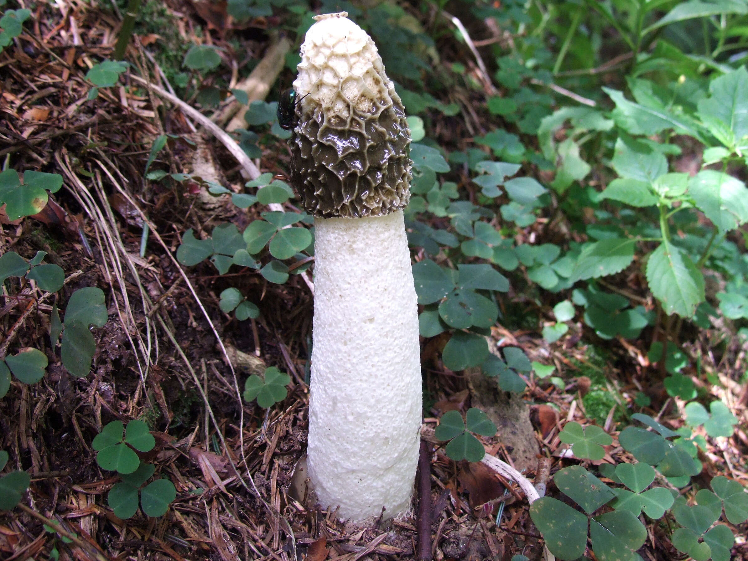 Image of Stinkhorn