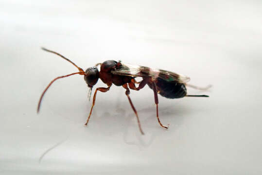 Image of Parasitoid wasp