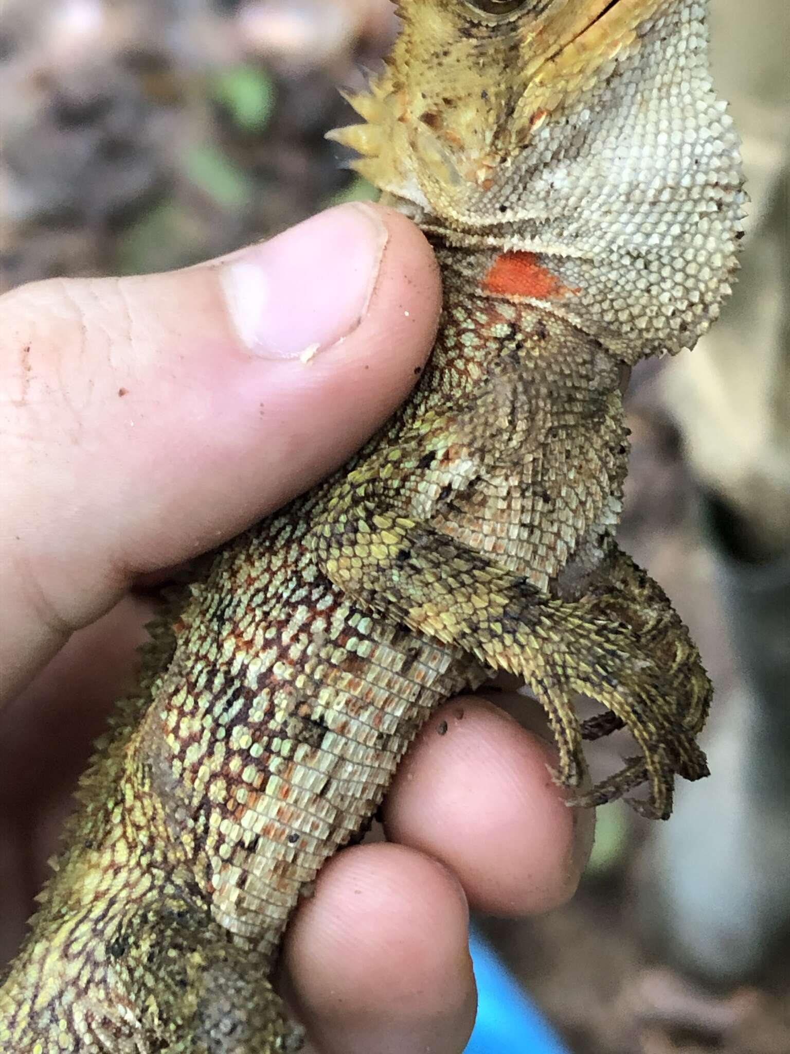 Image of Horned wood lizard